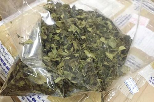 Lá 'khát' có độc tố mạnh gấp 500 lần ma túy