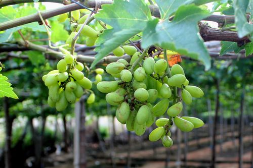 Nho Ninh Thuận chật vật cạnh tranh nho Trung Quốc