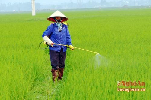 Bùng phát sâu cuốn lá lứa 5