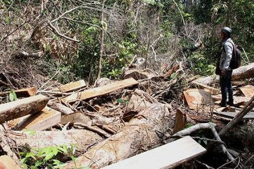 Lâm Đồng: Thấy gì qua hoạt động của Quỹ Bảo vệ và Phát triển rừng?