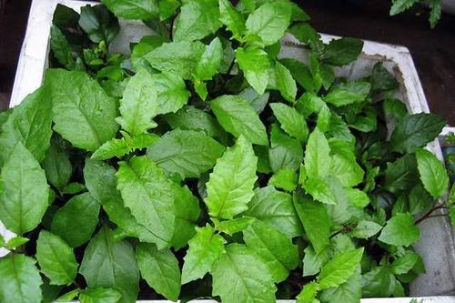 Bầu đất: Loài rau chữa 'bách bệnh' ít người biết đến