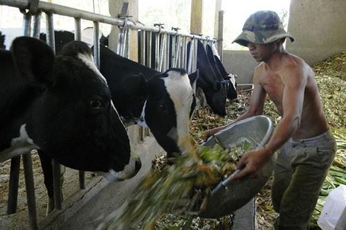 Khuyến khích bò sữa, nông dân... hụt hơi