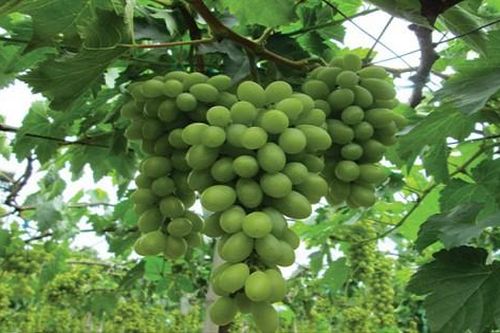 Cẩn trọng với chiêu lừa nho Trung Quốc đội lốt nho Ninh Thuận