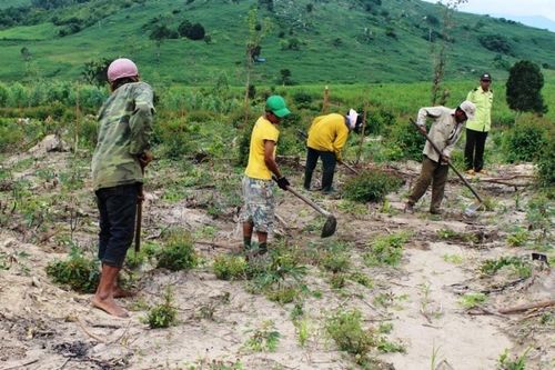 Cần làm rõ 1.700 ha đất lâm nghiệp ở An Khê biến thành đất sản xuất