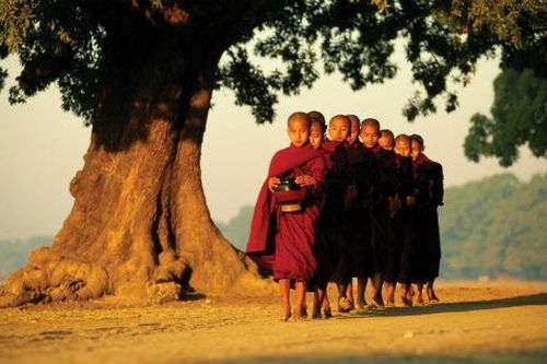 Giải mã 'cây giác ngộ' nơi đức Phật nhập cõi niết bàn