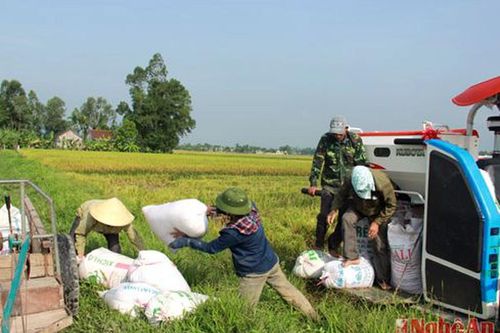 Đẩy nhanh tiến độ thu hoạch lúa hè thu chạy lụt