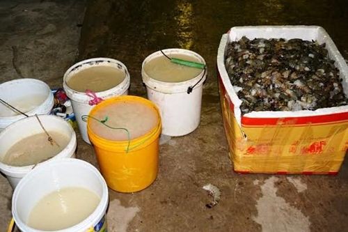 Rút giấy phép doanh nghiệp kinh doanh tôm chứa tạp chất