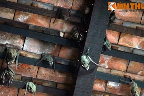 Đàn dơi lúc nhúc, phóng uế lên đầu người giữa Sài Gòn