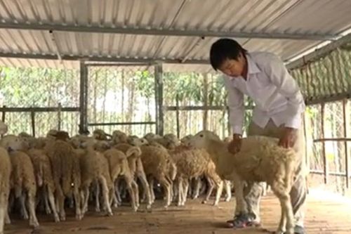 Những trang trại vật nuôi kiếm tiền tỷ giữa lòng phố