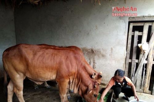 Làm giàu từ nuôi bò vỗ béo