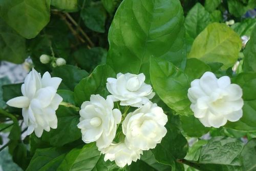 8 bài thuốc chữa nhiều bệnh từ hoa nhài