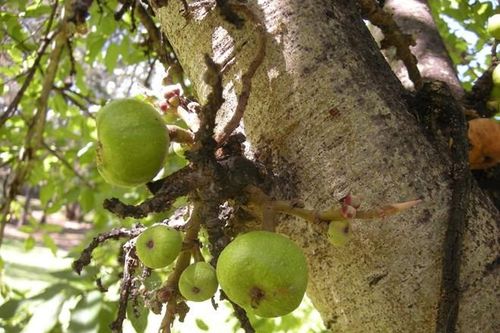Những cách cực đơn giản điều trị táo bón