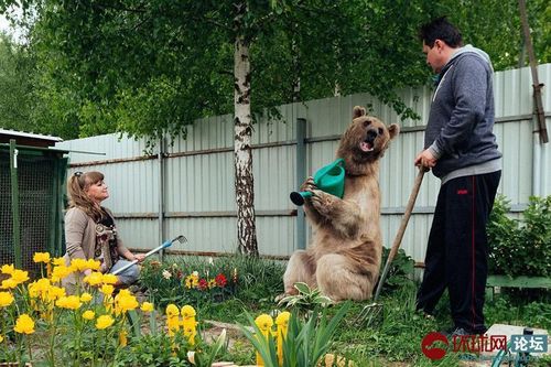 Cặp đôi người Nga 'lập dị' nuôi gấu khổng lồ làm thú cưng