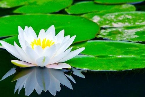 Con người cao ở 'nhẫn', quý ở 'thiện' và hơn nhau ở 'ngộ'!