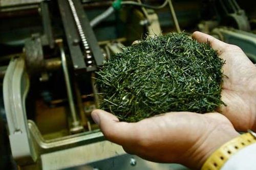 Say trà ở thiên đường trà sencha Nhật Bản