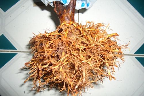 Bài thuốc quý từ cây đỗ quyên tốt cho chị em phụ nữ