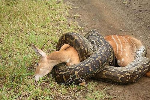 Sự thật khủng khiếp về loài trăn khổng lồ ăn thịt người ở châu Phi