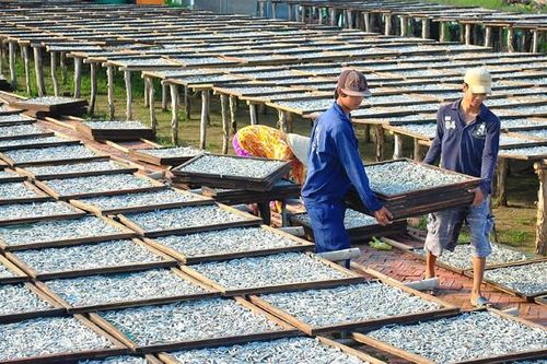 Cá cơm tràn cửa biển Sông Đốc