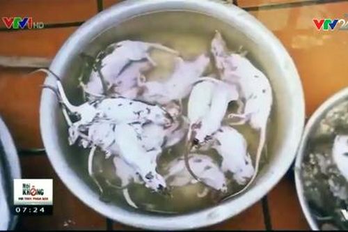 Thịt chuột bệnh viện, cống rãnh vào nhà hàng thành... dúi nuôi