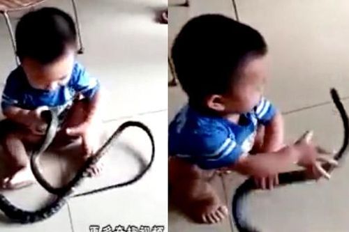 10 clip nóng: Bé 2 tuổi chơi với rắn 'khủng' gây sốc