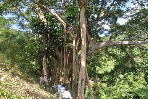 Phát hiện cây đa cổ thụ ngàn năm tuổi ở Quảng Nam