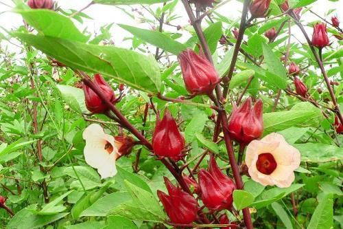 8 thực phẩm thanh lọc cơ thể chuyên gia Mỹ khuyên dùng