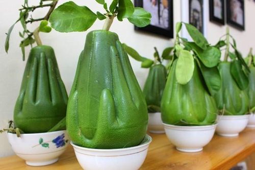 Giật mình bưởi lạ khổng lồ, đỏ rực, vàng bóng...