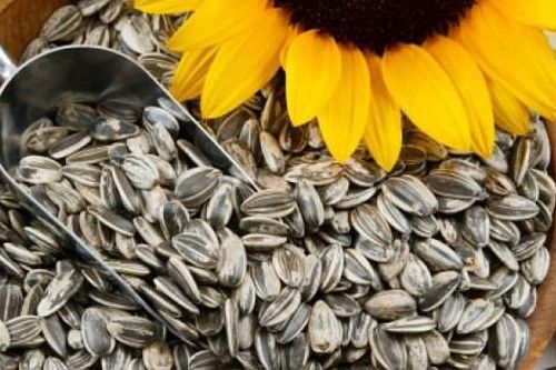 Lợi ích bất ngờ của hạt hướng dương mà có thể bạn chưa biết