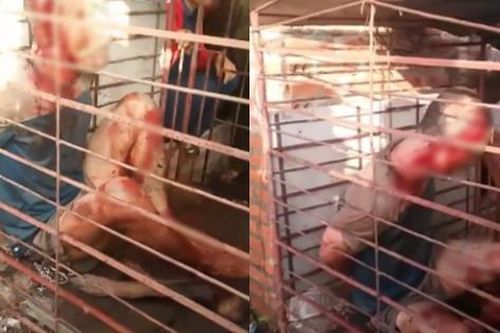 Hưng Yên: Người đàn ông trộm chó bị đánh đập, nhốt vào lồng sắt
