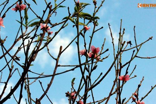Hoa đào nở sớm trong nắng đông tuyệt đẹp ở HN