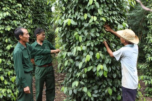 Hồ tiêu Việt Nam có chất lượng tốt nhất thế giới