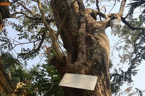 Thực hư cây sưa 200 tuổi giá 50 tỷ: Cuộc 'hỗn chiến' đổ máu