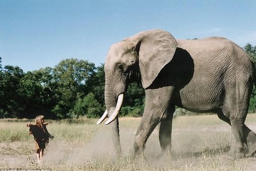 Câu chuyện về 'nữ Tarzan' lớn lên cùng voi, báo châu Phi