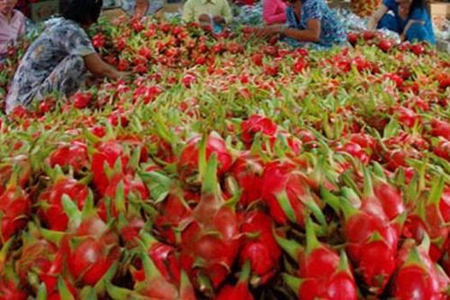 Nông lâm thủy sản sang Trung Quốc: Xuất nhiều, rủi ro cao