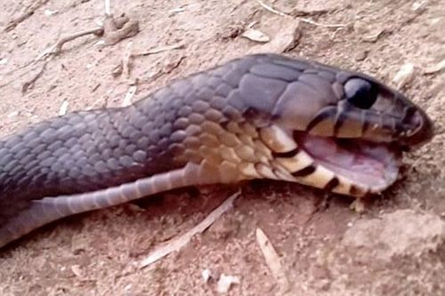 Kinh ngạc cảnh con rắn giả vờ chết để trốn kẻ thù