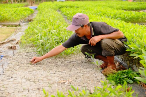 Đà Nẵng dẫn đầu cả nước với 100% xã 'cán đích' nông thôn mới