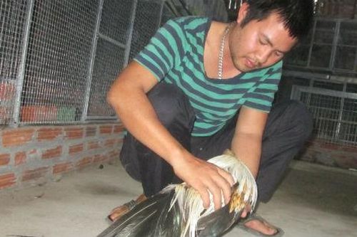 Tỉ phú gà tre