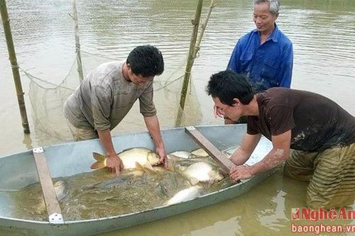 Nông dân thu lợi 'kép' từ nuôi cá ruộng lúa