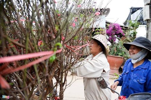 Đào Tết 'khủng' giá bạc triệu mang xuân ra phố