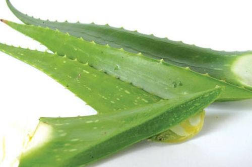 Bị đau dạ dày chỉ cần dùng cây này là khỏi ngay