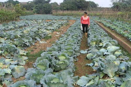 Khóc vì mùa đông không lạnh