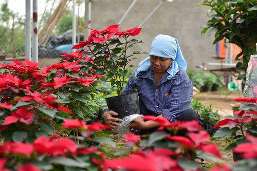 Làng hoa đẹp ít người biết ở Hưng Yên
