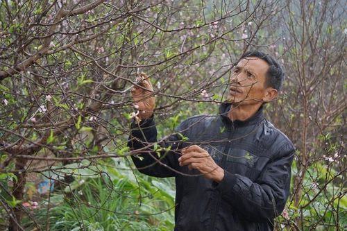 Đào phai nở sớm ở vùng trồng hoa lớn nhất xứ Thanh