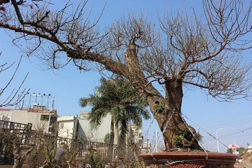 Ngắm đào rừng trăm triệu đại gia mua trưng Tết