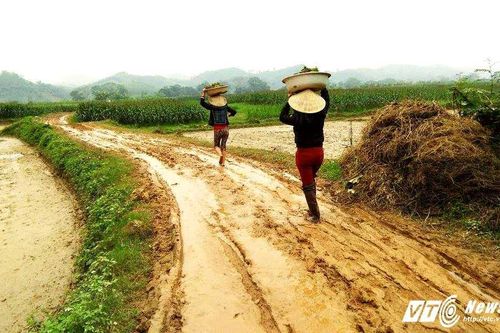 Bà con nông dân vùng cao Nghệ An ra đồng làm việc ngày mùng 3 Tết