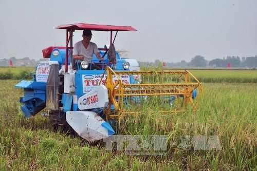 Tăng thu nhập nhờ xây dựng thương hiệu gạo sạch