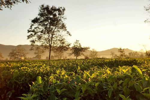 'Đôi mắt Pleiku' đẹp quyến rũ trong dịp đầu xuân