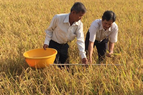Lúa hữu cơ - Mô hình cần nhân rộng