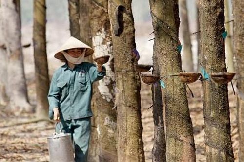 Đầu tư của Việt Nam ra nước ngoài: Nông nghiệp chiếm thế thượng phong