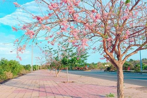 Con đường đỗ mai tuyệt đẹp ven biển Phan Thiết